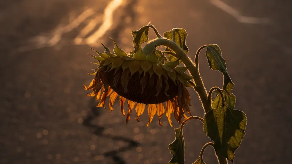 A wilting sunflower drooping under intense heat against a blurred, shimmering road.