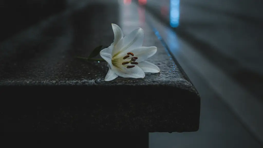 A single white lily on a wet, dark stone surface with blurred emergency lights in the background.