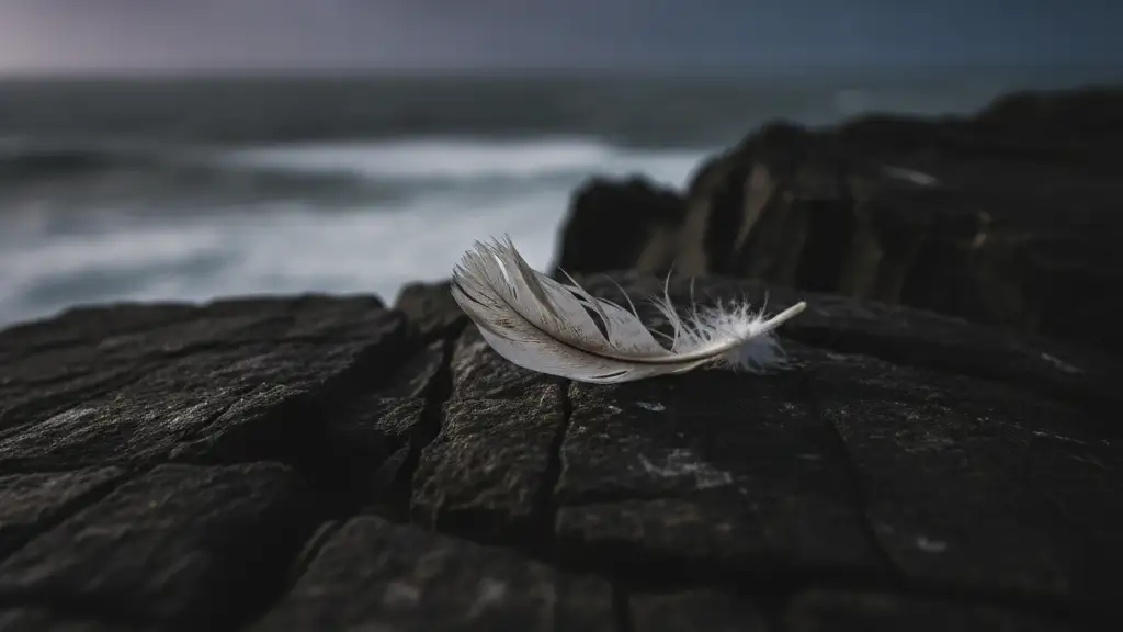 A single white gannet feather on a dark, windswept rock with a blurred sea.