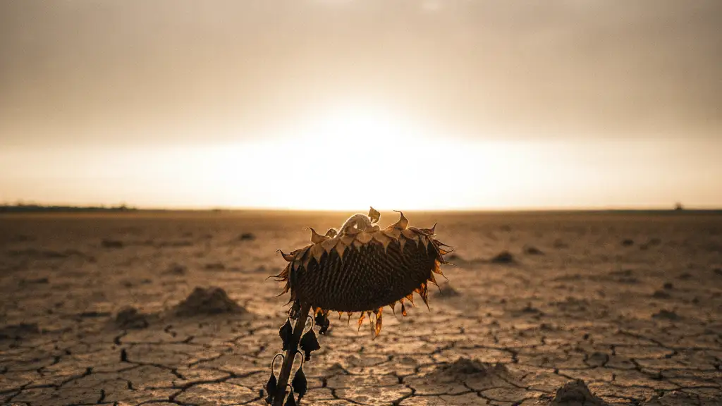 A severely drooping sunflower in a parched field under a hazy, hot sky.