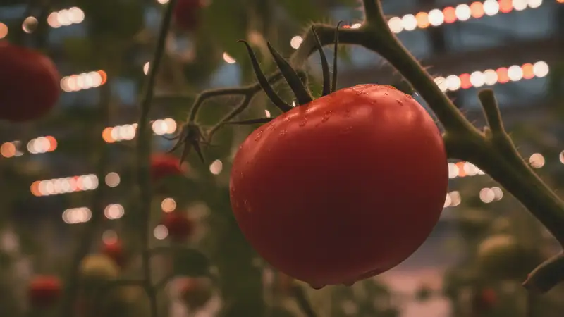 Sainsbury's Secures British Produce Supply with New 10-Year Grower Deals