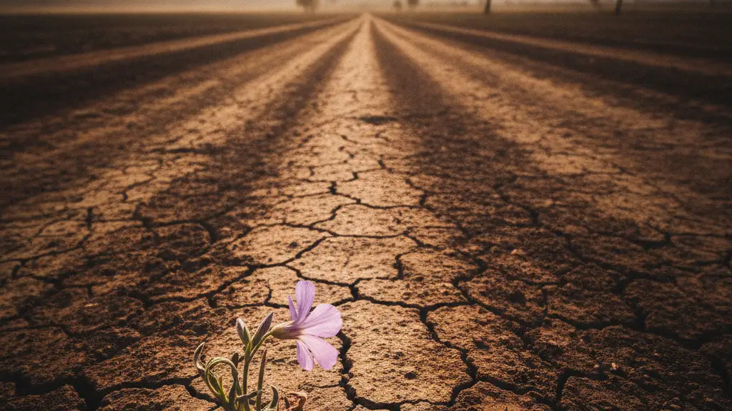 Parched cracked earth path under a hazy, shimmering sun with a wilting wildflower.