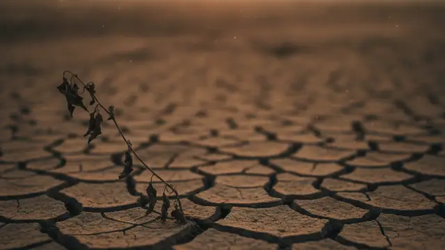 Cracked, dry earth under a hazy sky, with a wilting plant.